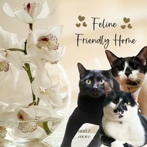 Feline Friendly Home